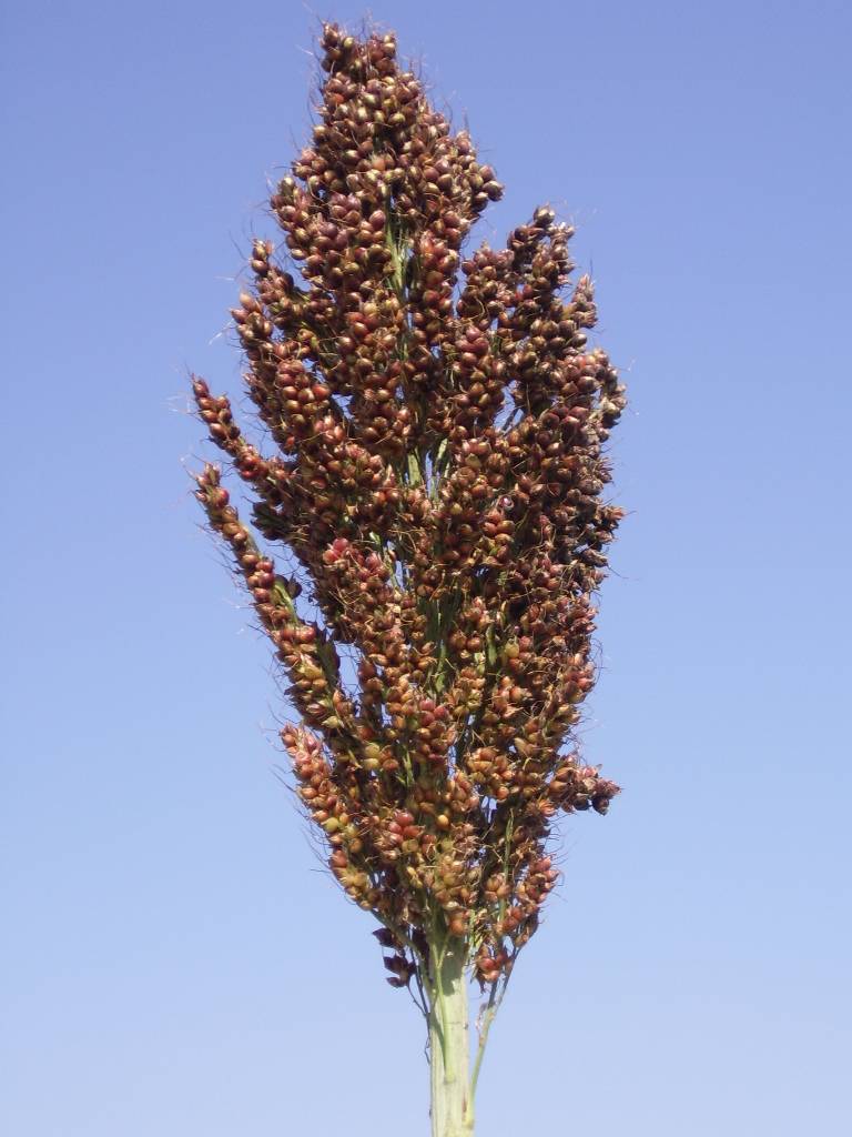 数据库中未找到相应图片